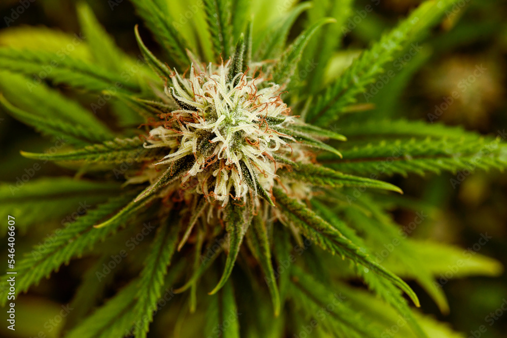 plant sativa cannabis beautiful background of the theme of legalization and medical hemp in the world plant sativa cannabis beautiful background of the theme of legalization and medical hemp in the world
