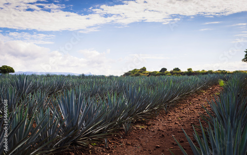 Spectacular landscape full of agave with vanishing point, beautiful background in Tequila Jalisco.