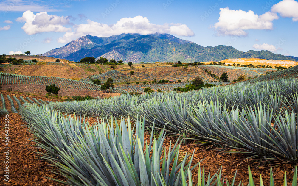 Beautiful view of the agave fields with vanishing point perspective. wonderful landscape in mountains. Tequila, Jalisco. - obrazy, fototapety, plakaty 