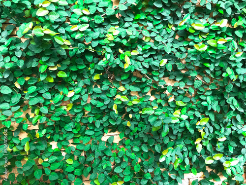 Beringin dolar or ficus microcarpa green island leaves, leaf texture background