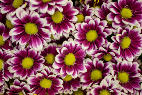 Colombia offers a wide range of flowers such as roses  carnations  chrysanthemums  orchids  hydrangeas  pompons  anthuriums  heliconias  alstroemerias  among others.