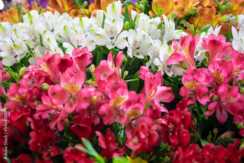 Colombia offers a wide range of flowers such as roses, carnations, chrysanthemums, orchids, hydrangeas, pompons, anthuriums, heliconias, alstroemerias, among others. photo