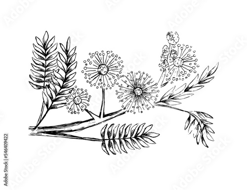 set mimosa bashful perennial sketch hand drawn
