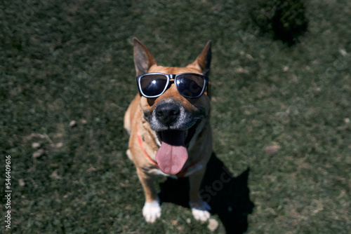 Fototapeta Naklejka Na Ścianę i Meble -  big blonde dog looking at camera wearing sunglasses open mouth and tongue out sitting on the grass
