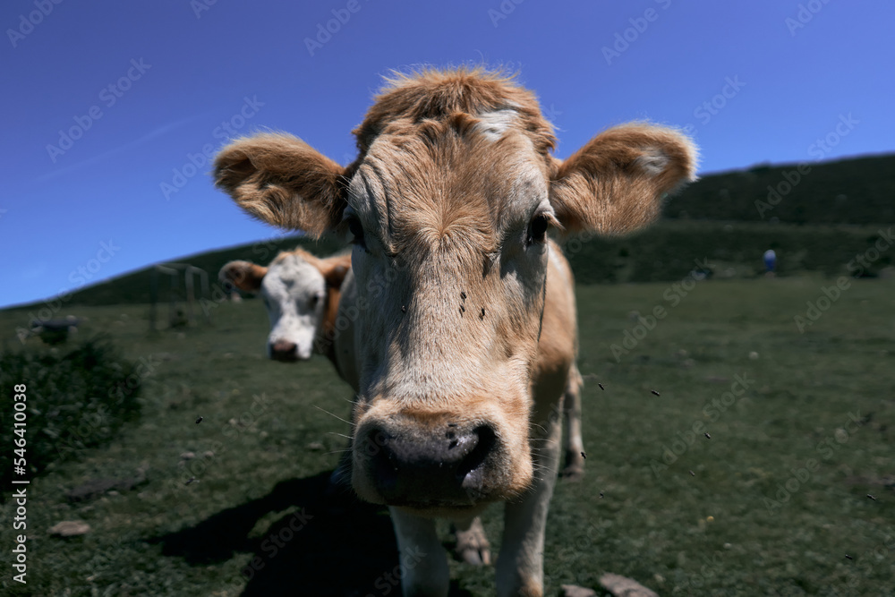 closeup of cow head surrounded by bees staring at camera calmly in green meadow, covadonga asturias, spain closeup of cow head surrounded by bees staring at camera calmly in green meadow, covadonga asturias, spain