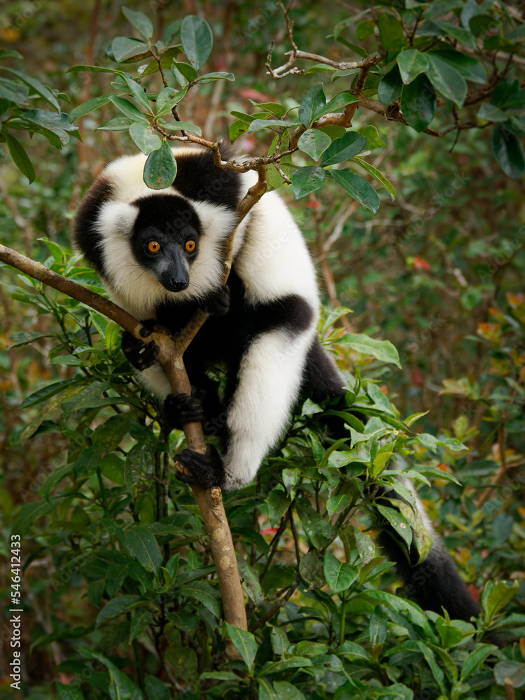 Obraz premium Black and White Ruffed Lemur - Varecia variegata endangered species of ruffed lemur, endemic to Madagascar, jumping and climbing mammal relative to monkeys