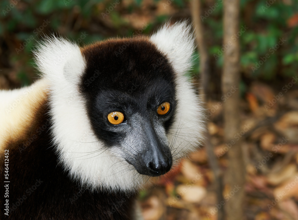 Obraz premium Black and White Ruffed Lemur - Varecia variegata endangered species of ruffed lemur, endemic to Madagascar, jumping and climbing mammal relative to monkeys