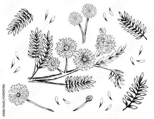 set mimosa bashful perennial sketch hand drawn