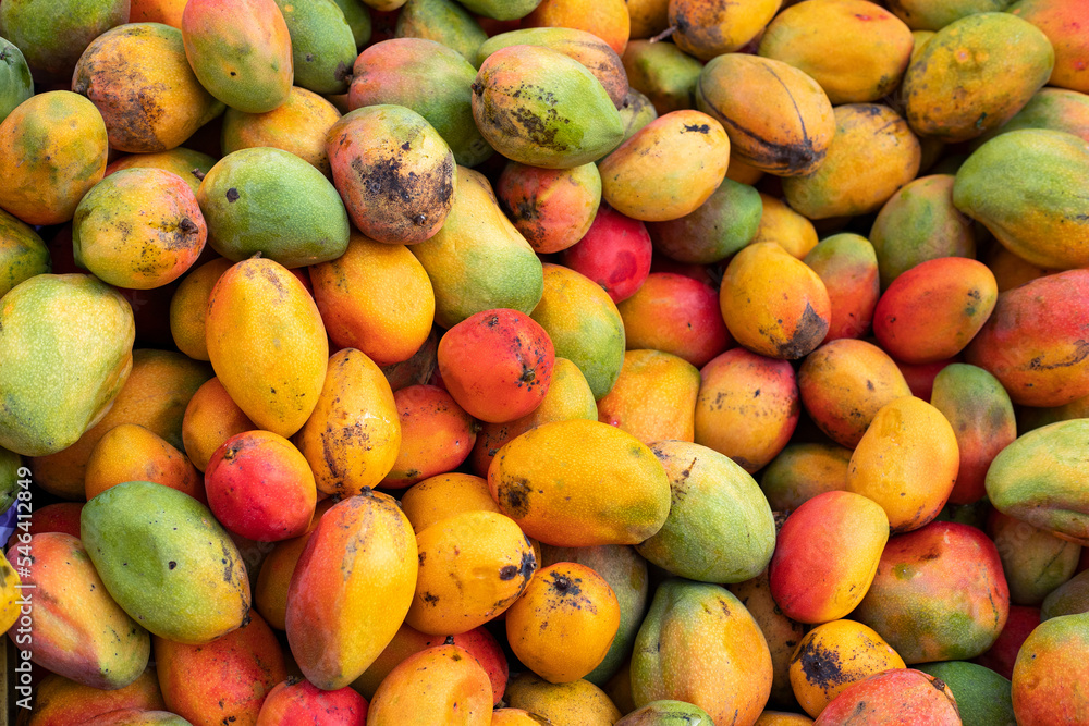 Mangifera indica - Organic fruit mango in Colombian market square