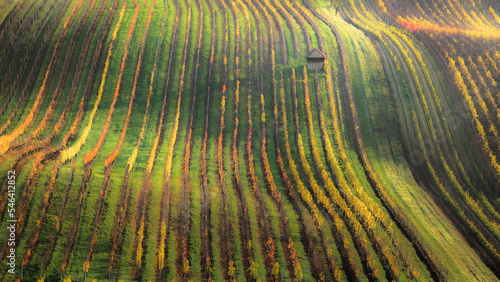 An idyllic autumnal landscape in South Moravia, featuring rolling vineyard hills with colorful, contoured patterns under soft light, creating a picturesque view of Czechia’s wine country.