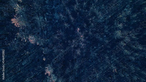 Overhead video of a burnt forest photo