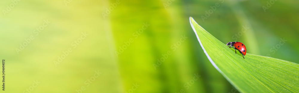 Ladybird on a green leaf in a spring meadow, selective focus close-up. Natural banner with free copy space for text Ladybird on a green leaf in a spring meadow, selective focus close-up. Natural banner with free copy space for text