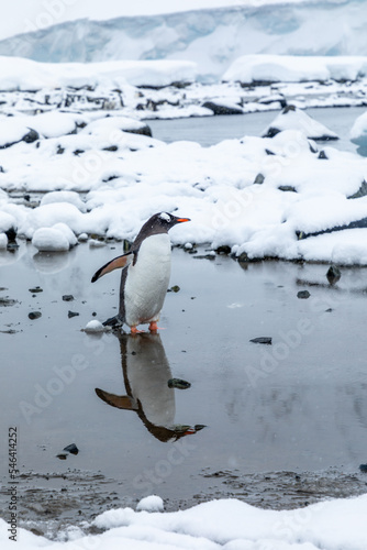 reflected penguin