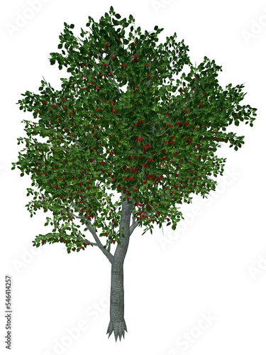 Sweet or wild cherry tree - 3D render photo