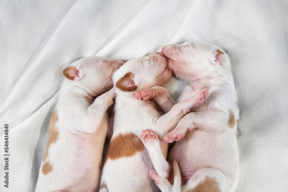 sweet three Newborn puppies sleeping on bed. dog Spanish greyhound at home