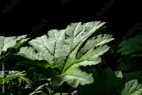 Close up of a Giant Rhubarb leave in Cannizaro Park, Wimbledon, London photo