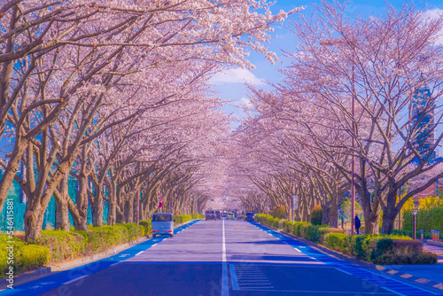 スタジアム通りの桜（東京調布市） photo