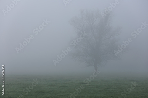 lonely tree in the fog. in the clearing