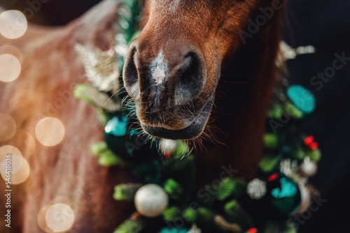 Portrait of a a horse wearing festive christmas decorations in front of a dark background