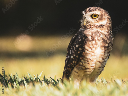 Chouette à Palmas au Brésil 
