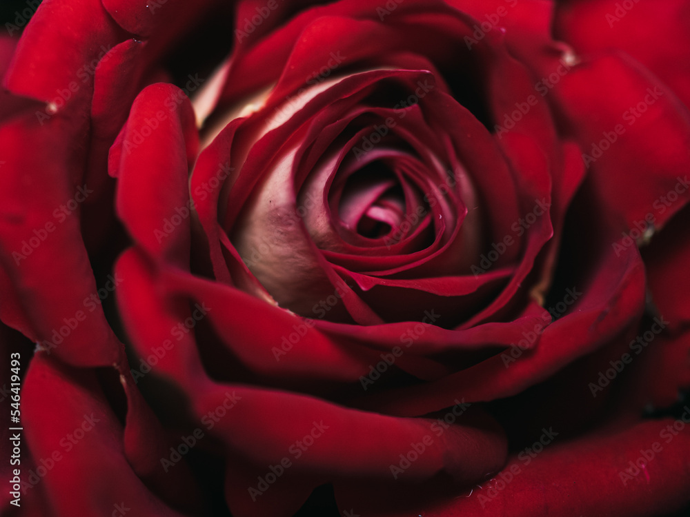 red rose close up red rose close up