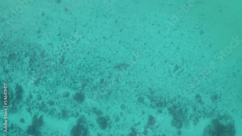 Aerial view of a shark swimming along the coast near Hauru beach, Moorea, French Polynesia. photo