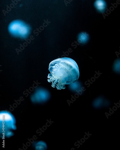Swimming blue jellyfish (Scyphozoa) on a dark blurred background photo