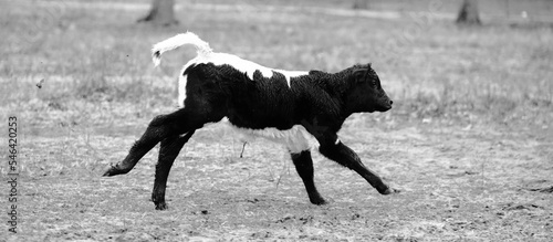 Energetic calf running through field during winter in black and white feeling good.