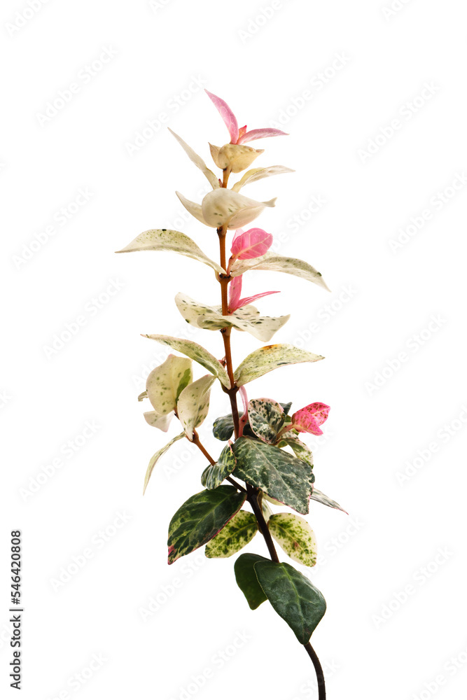 初雪カズラ Trachelospermum asiaticum ‘Hatsuyukikazura’ 初雪カズラ Trachelospermum asiaticum ‘Hatsuyukikazura’
