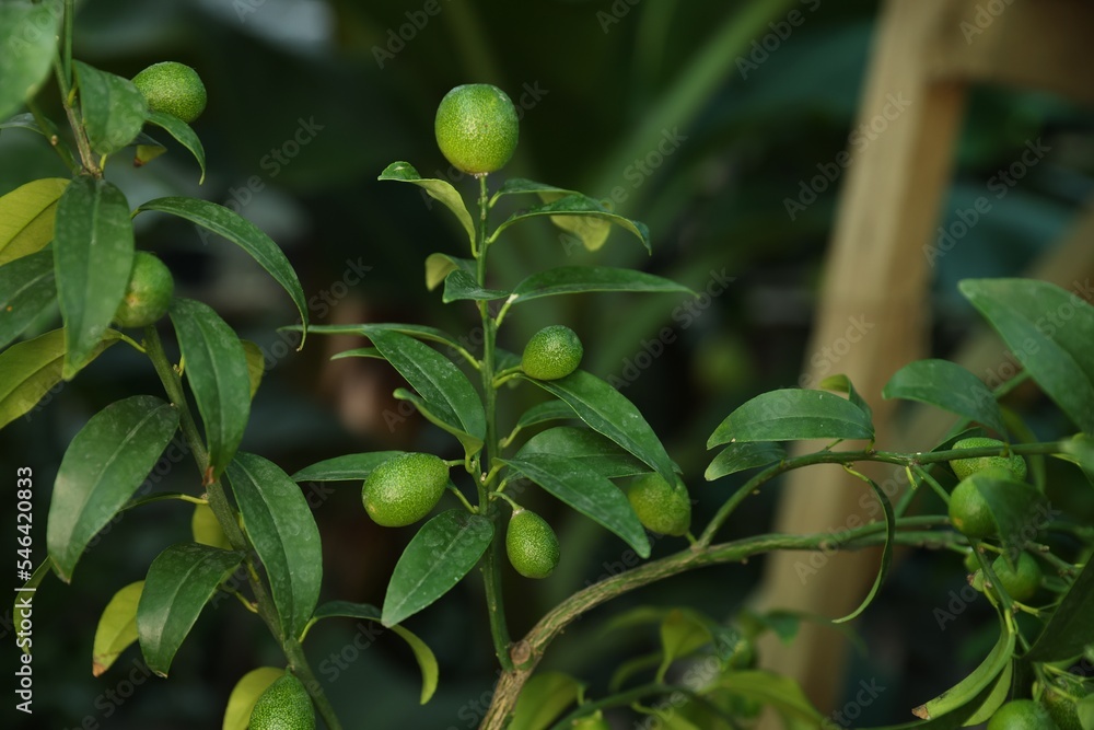 Unripe citruses growing on tree outdoors, closeup Unripe citruses growing on tree outdoors, closeup