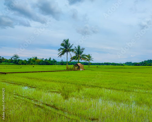 Rice paddy in Pontevedra Philippines photo