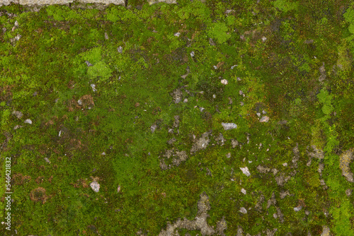 Photography Textured surface with moss as background, top view