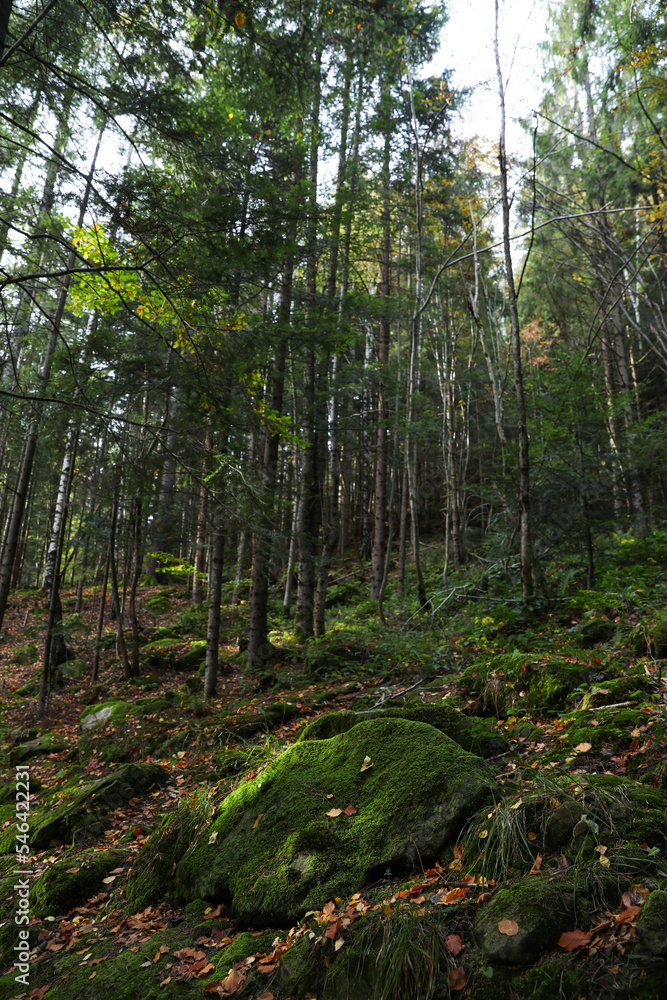 Picturesque view of trees and moss on stones in beautiful forest Picturesque view of trees and moss on stones in beautiful forest