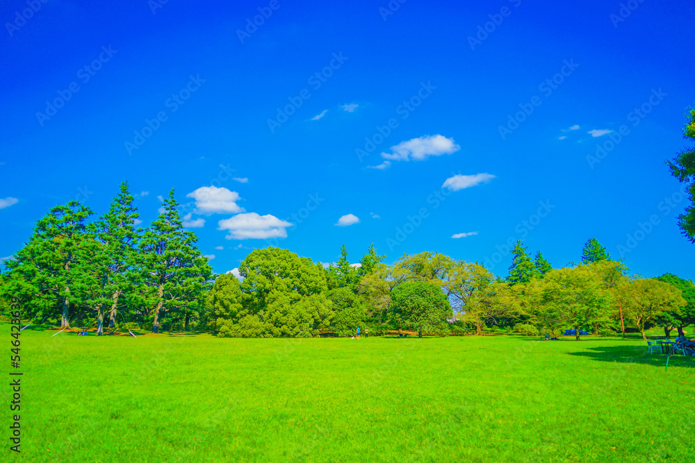 Obraz premium 新緑に包まれた公園