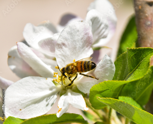 abeja en flor polizar