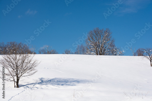 雪原の冬木立と青空 