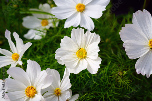 White cosmos flowers growing in the garden