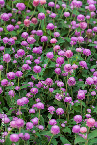 Globe amaranth Flower full of frame photo