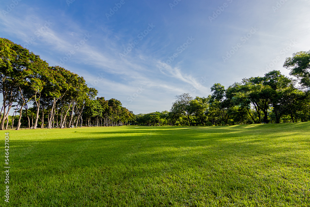 Fototapeta premium Green beautiful park and blue sky in morning.