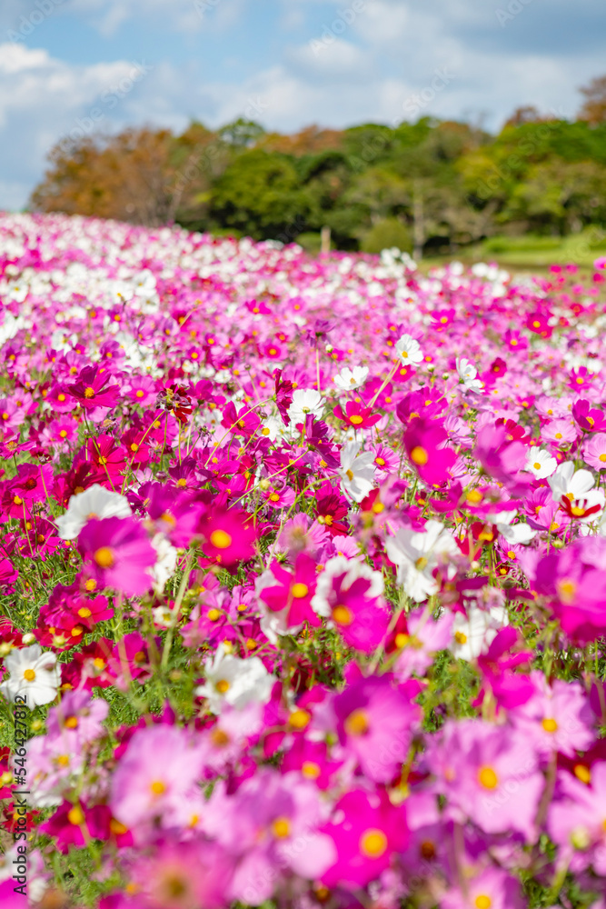 コスモス畑　吉野公園
