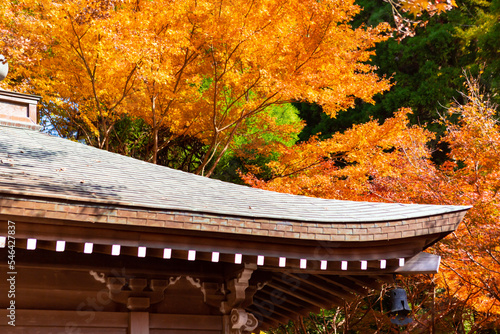 鎮国寺頂峯院 大師堂の秋の風景	 photo