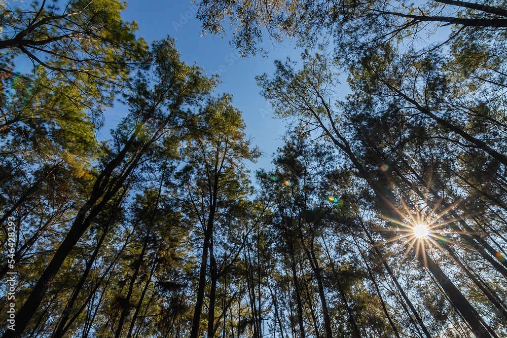Pine forest nature and sunlight in mountain hill, blue sky background. Pine forest nature and sunlight in mountain hill, blue sky background.