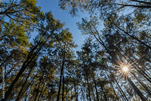 Pine forest nature and sunlight in mountain hill, blue sky background.