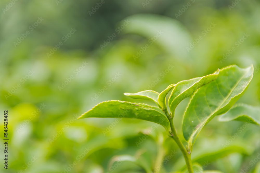 Close up top of green tea leaves in the morning tea plantation. Close up top of green tea leaves in the morning tea plantation.