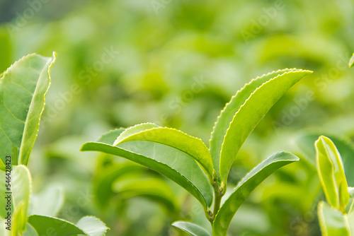 Close up top of green tea leaves in the morning tea plantation.