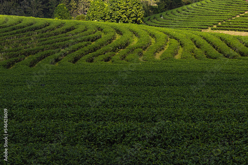 Green tea field in the morning tea plantation.