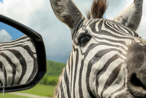 Cute curious African zebra near car in safari park, closeup photo