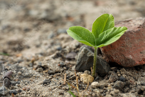 Green seedling growing in dry soil, space for text. Hope concept