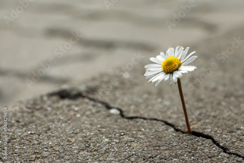 Beautiful flower growing out of crack in asphalt, space for text. Hope concept © New Africa