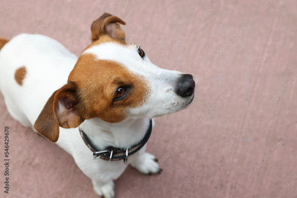 Beautiful Jack Russell Terrier in black leather dog collar outdoors. Space for text Beautiful Jack Russell Terrier in black leather dog collar outdoors. Space for text